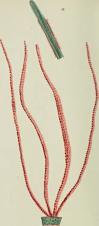 Description de l'image Phycologia Britannica, or, A history of British sea-weeds - containing coloured figures, generic and specific characters, synonymes, and descriptions of all the species of algae inhabiting the shores (14577849248).jpg.