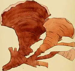 Sonderophycus capensis