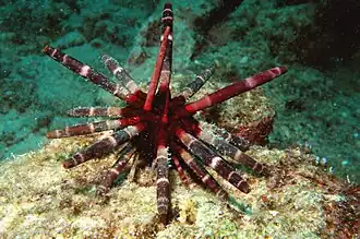 Phyllacanthus imperialis.