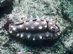 Phyllidiella granulata.