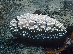 Phyllidiella hageni.