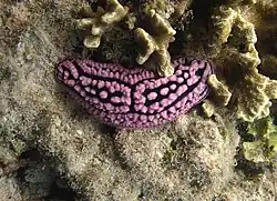 Phyllidiella meandrina.