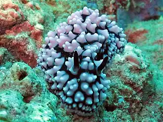 Description de l'image Phyllidiopsis burni, Koh Phangan 3.jpg.