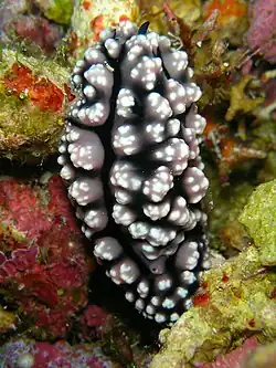 Phyllidiopsis fissurata.