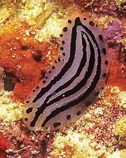 Phyllidiopsis xishaensis.