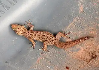 Description de l'image Phyllodactylus lanei 13132416.jpg.