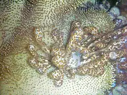 Phyllodesmium longicirrum.