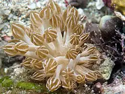 Phyllodesmium rudmani.