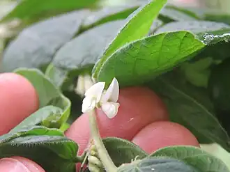 Description de l'image Phyllodium longipes - Fish Scales at Palappuzha (2).jpg.