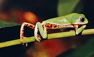 Description de l'image Phyllomedusa azurea.jpg.