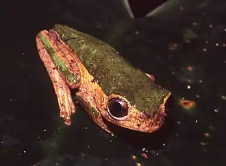 Description de l'image Phyllomedusa palliata.jpg.