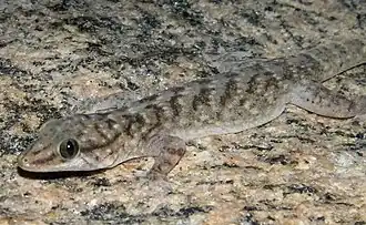 Description de l'image Phyllopezus pollicaris (10.3897-zoologia.37.e46661) Figures 10–15 (cropped).jpg.