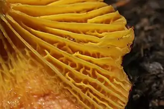 Exceptionnels pores lamelliformes de P. pelletieri.