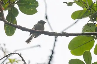 Description de l'image Phylloscartes beckeri by Thomaz de Carvalho Callado.jpg.