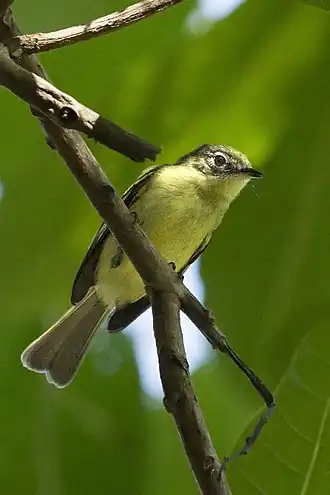 Description de l'image Phylloscartes flavovirens - Yellow-green Tyrannulet; Panamá.jpg.