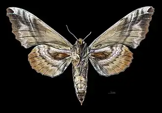 Face ventrale de la femelle (coll.MHNT)