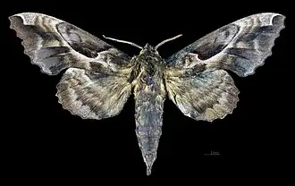 Face dorsale du mâle (coll.MHNT)