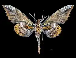 Phyllosphingia dissimilis perundulans Revers (coll.MHNT)