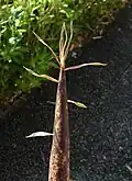 Pousse de P. bambusoides à la bambouseraie de Prafrance