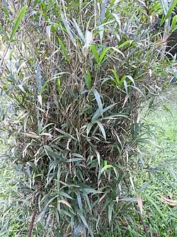 Phyllostachys edulis (Kerala, Inde)