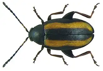 Description de l'image Phyllotreta nemorum (Linné, 1758).jpg.