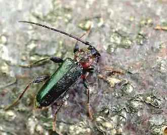 Description de cette image, également commentée ci-après