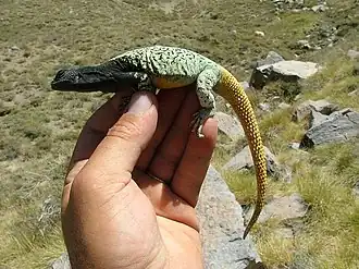 Description de l'image Phymaturus verdugo.jpg.