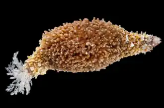 Phyrella cf. thyonoides