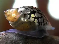 Les physes sont des petits escargots aquatiques qui sont souvent, au même titre que les planorbes, introduits accidentellement dans les aquariums en même temps que les plantes.