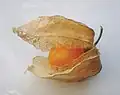 Le fruit d'un Physalis peruviana.