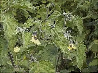 Description de l'image Physalis pruinosa1SHSU.jpg.