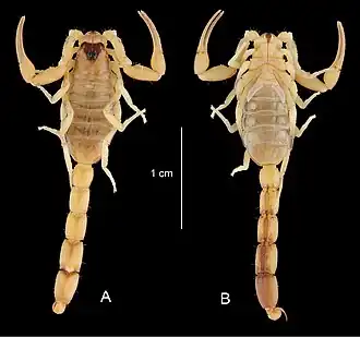 Description de l'image Physoctonus debilis (10.3897-zookeys.711.20187) Figure 8.jpg.