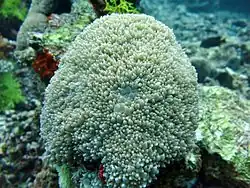 Physogyra lichtensteini