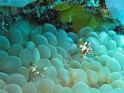 Avec une crevette symbiotique, Thor amboinensis.