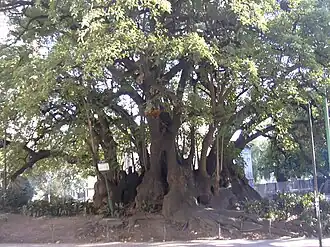 Description de cette image, également commentée ci-après