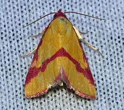 Phytometra ernestinana.