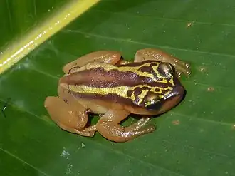 Description de l'image Phytotriades auratus.jpg.