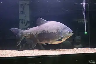 Spécimen sub-adulte avec encore de la pigmentation rouge sous le ventre.