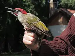 Un bagueur, dont on ne voit que le bras et la main, tient un Pic vert par les pattes.