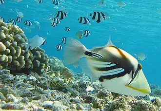 Un baliste Picasso (Rhinecanthus aculeatus)