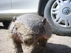 Pichi (zaedyus pichiy).