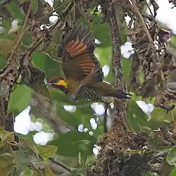 Description de l'image Piculus litae 104826755 (cropped).jpg.