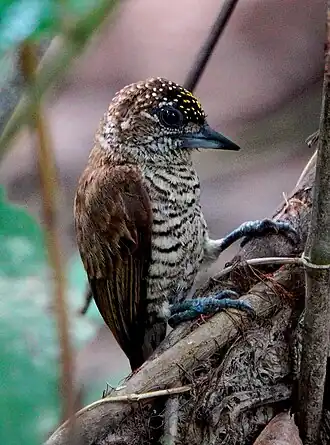 Description de l'image Picumnus pumilus Orinoco Piculet (male); Inírida, Guainia, Colombia.jpg.