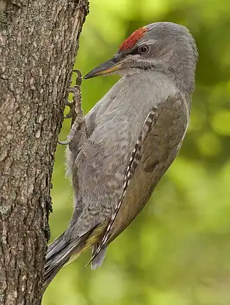 Oiseau au dessus vert et au dessous gris, avec une calotte rouge et la nuque grise, accroché à l'écorce d'un arbre.