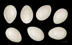 Sept œufs ovoïdes posés sur un fond noir, avec une échelle montrant qu'ils mesurent environ 3 cm de long. Ils sont d'un blanc jaunâtre sans tache et bien brillant.