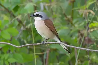 Pie-grièche écorcheur mâle.