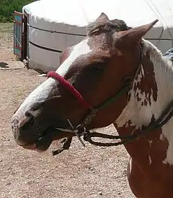 Tête d'un cheval roux et blanc, vu de profil.