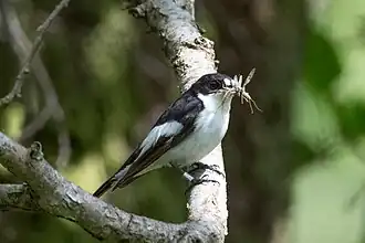 Gobemouche noir mâle.
