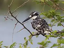 Martin-pêcheur pie ♀ (Parc national Kruger, Afrique du Sud)