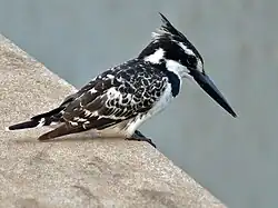 Martin-pêcheur pie ♂ (Parc national Kruger, Afrique du Sud)